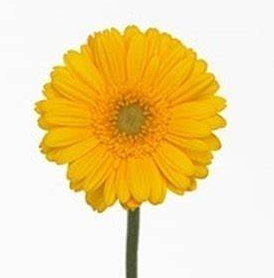 Mini Gerbera Daisy, Yellow, Ellios