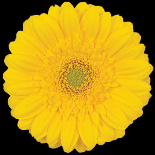 Mini Gerbera Daisy, Yellow, Ellios