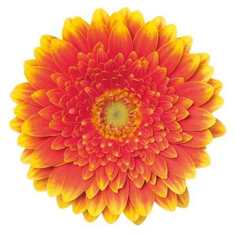 Mini Gerbera Daisy, Yellow and Orange, Franky