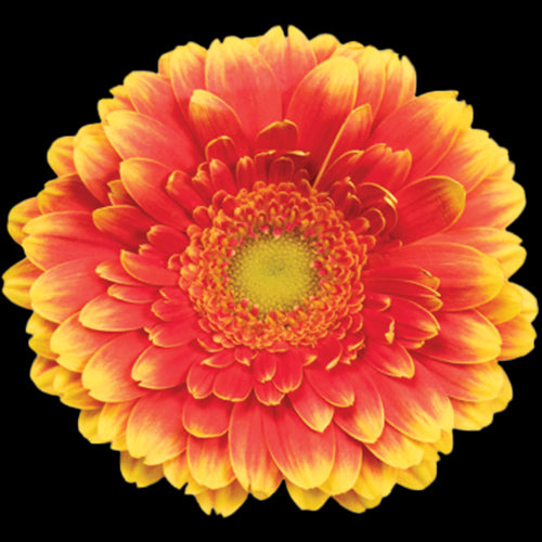 Mini Gerbera Daisy, Yellow and Orange, Franky