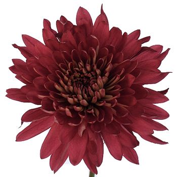 Mum, Cramones Burgundy