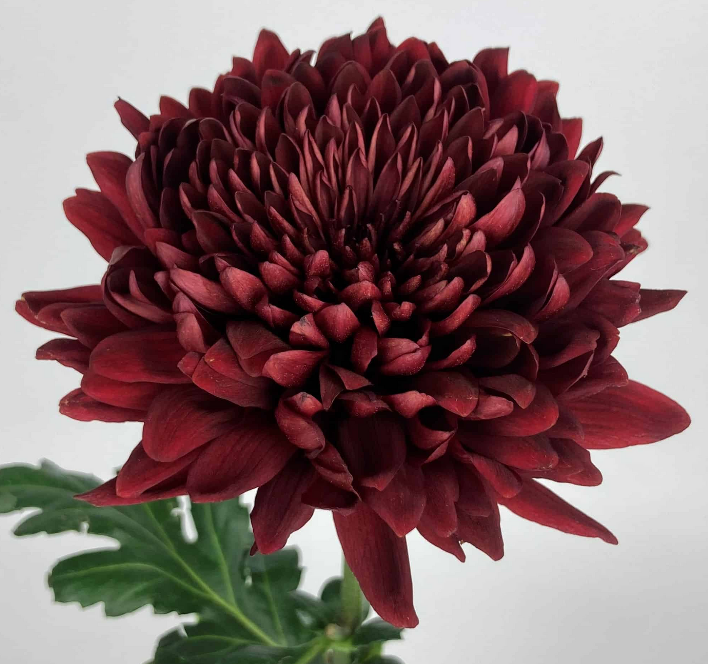 Mum, Football Burgundy