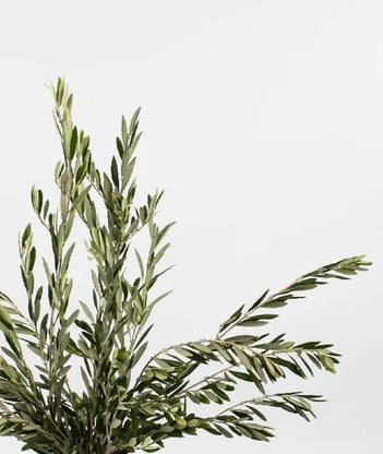 Olive Greenery