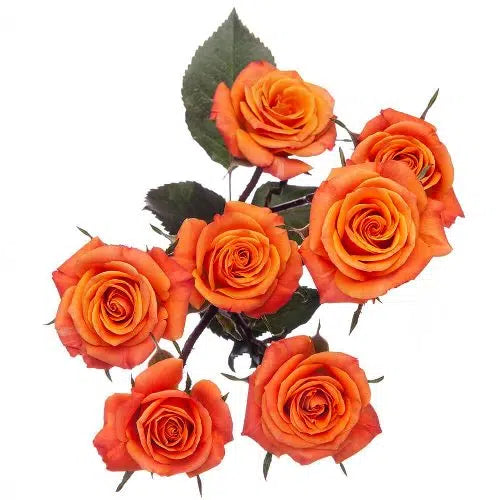 Spray Rose, Orange