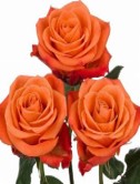 Roses, Orange Crush