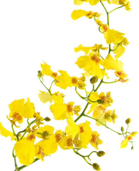 Orchid, Oncidium