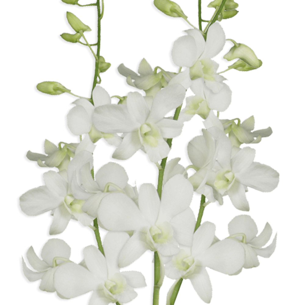 Orchid, Dendrobium, White