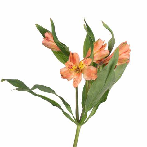 Alstroemeria, Peach