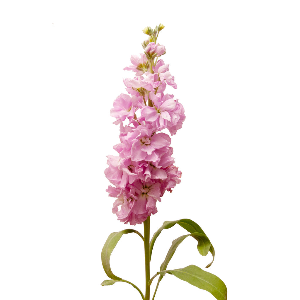 Stock, Pink