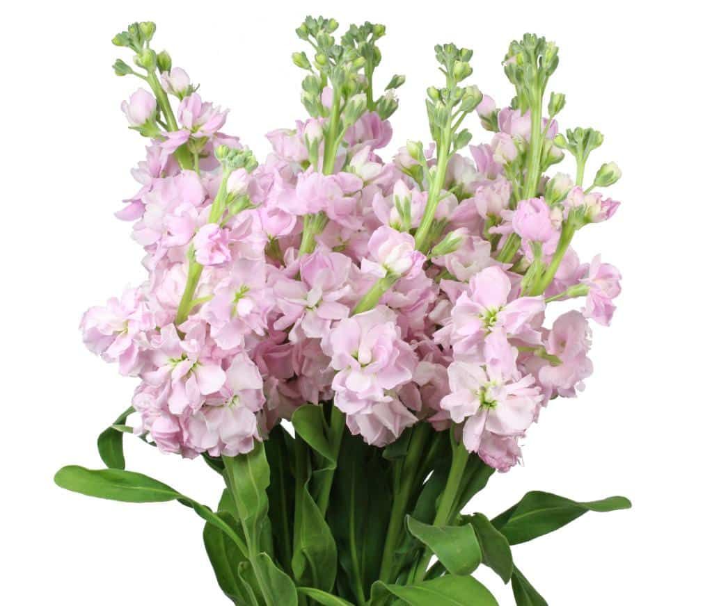 Stock, Pink