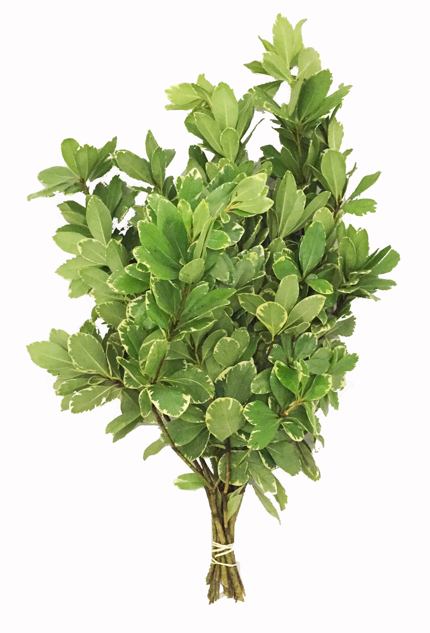 Pittosporum, Variegated