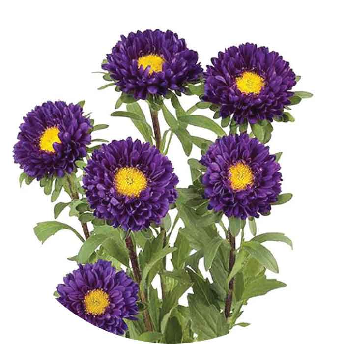 Matsumoto Aster, Purple