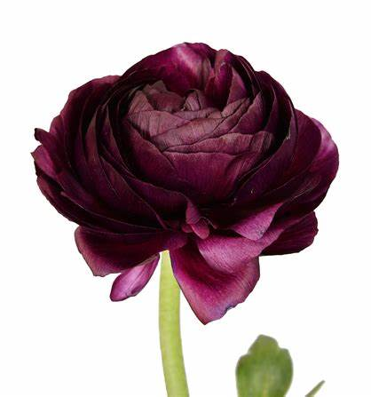 Ranunculus, Dark Plum