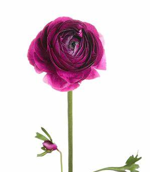 Ranunculus, Deep Purple