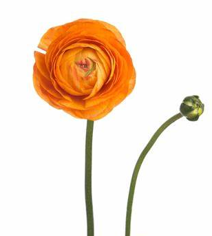 Ranunculus, Orange