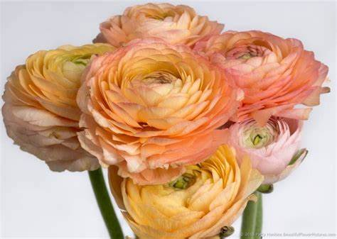 Ranunculus, Peach