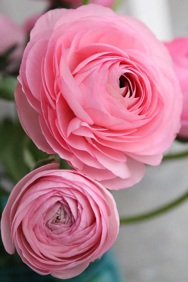 Ranunculus, Pink
