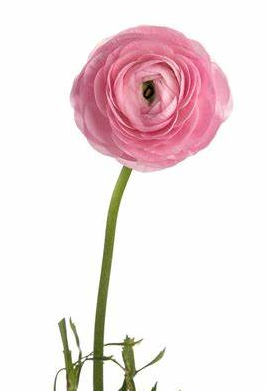 Ranunculus, Pink