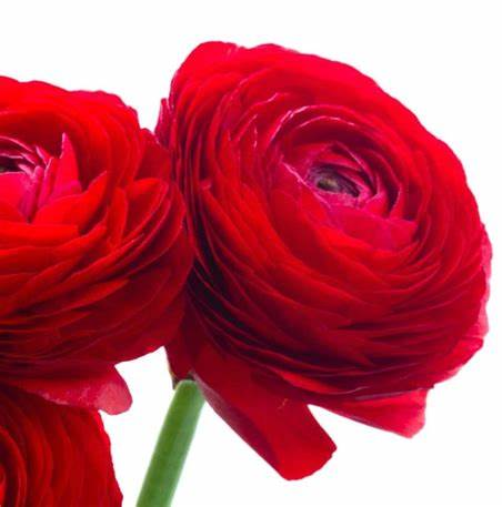 Ranunculus, Red