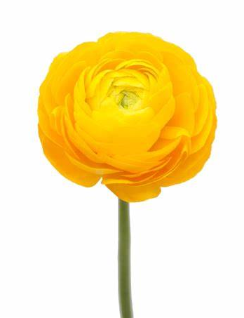 Ranunculus, Yellow