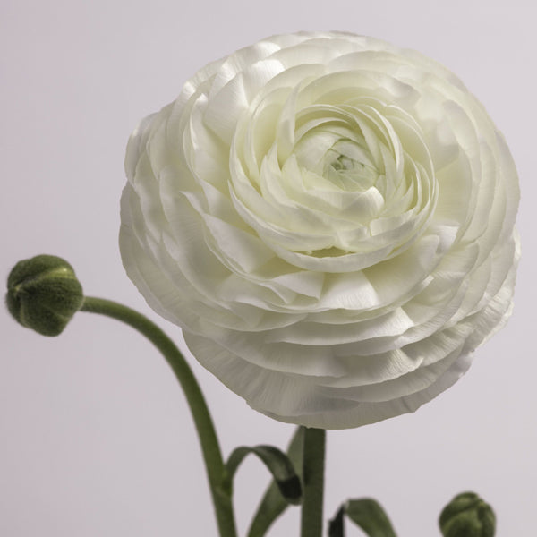 Ranunculus, White