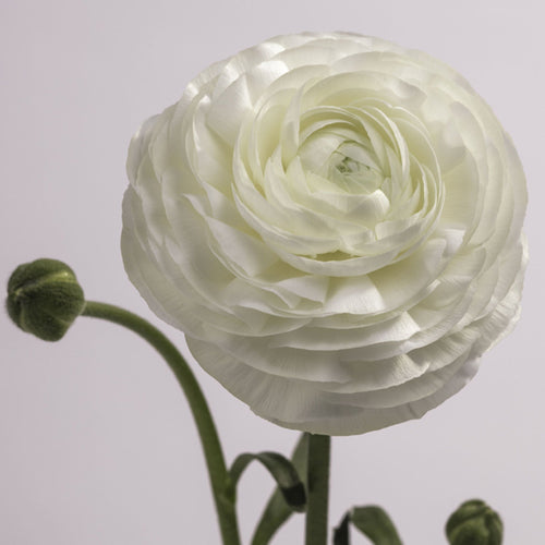 Ranunculus, White