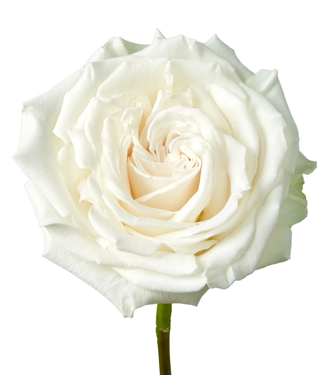 Roses, Playa Blanca, White
