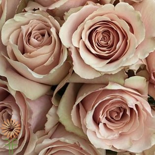 Roses, Beige Quicksand