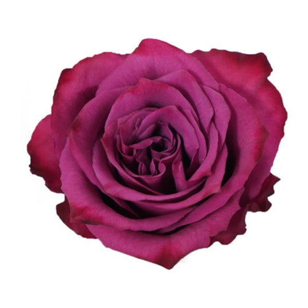 Roses, Blueberry