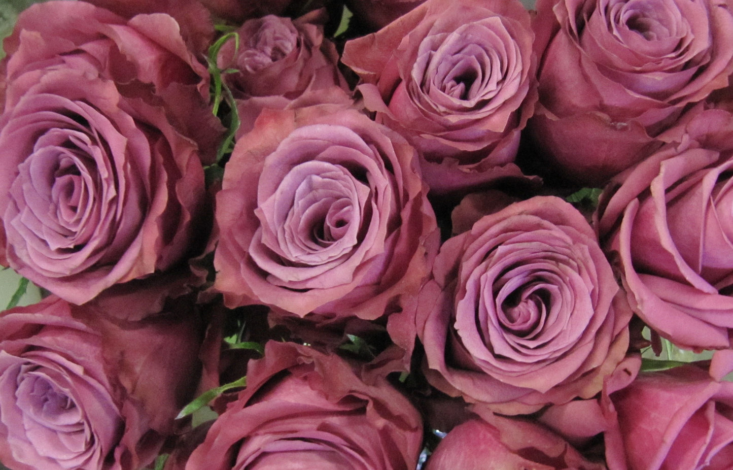 Roses, Blueberry