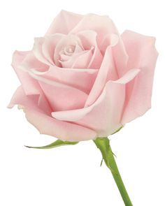 Roses, Escimo, Blush Sweet Pink
