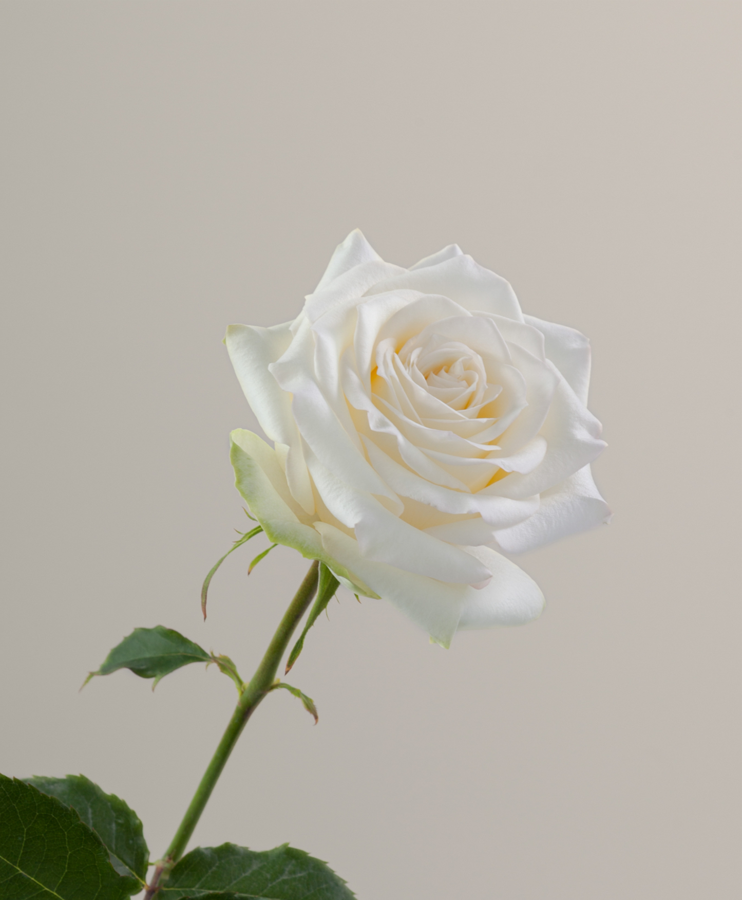 Roses, Candlelight
