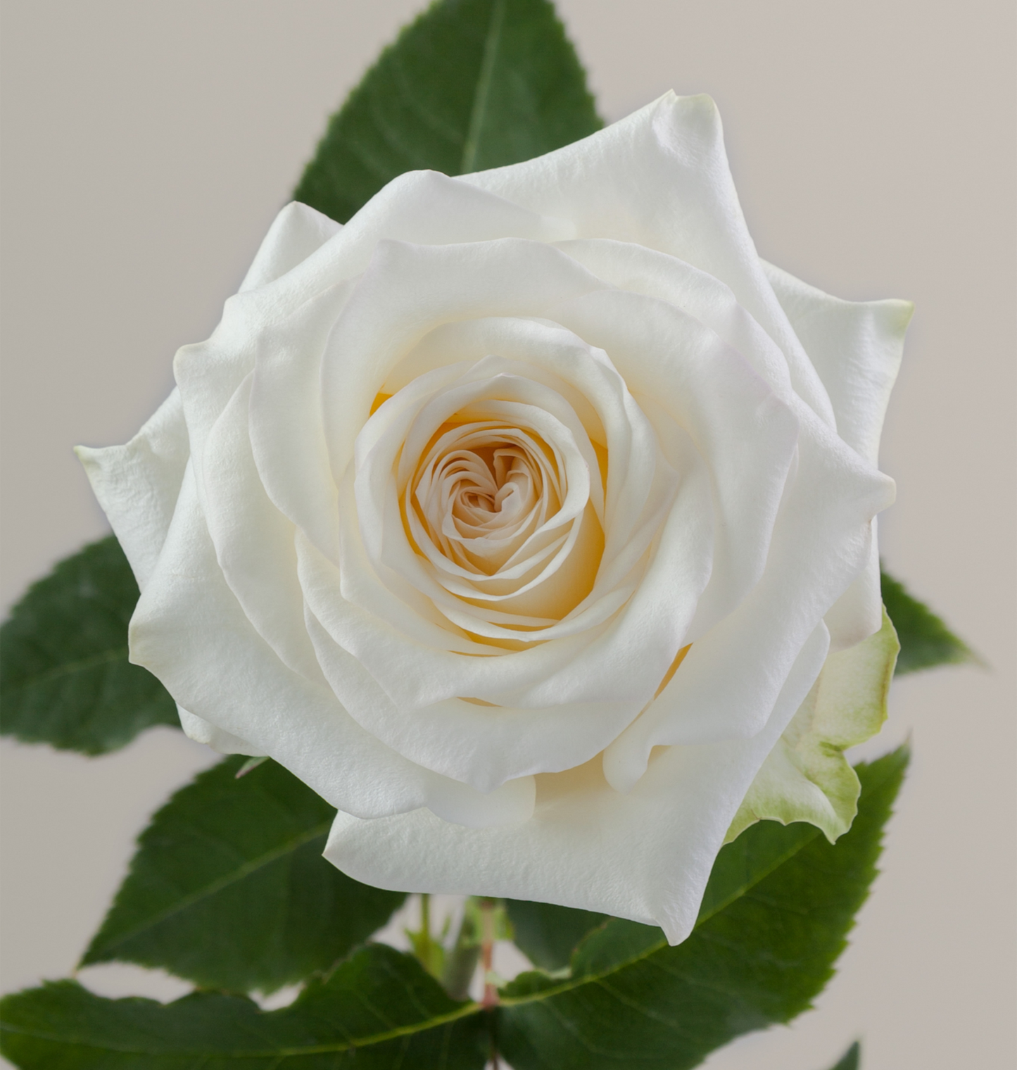 Roses, Candlelight