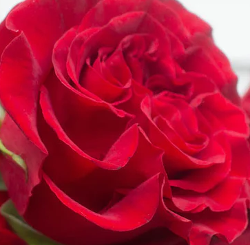 Roses, Deep Red Heart