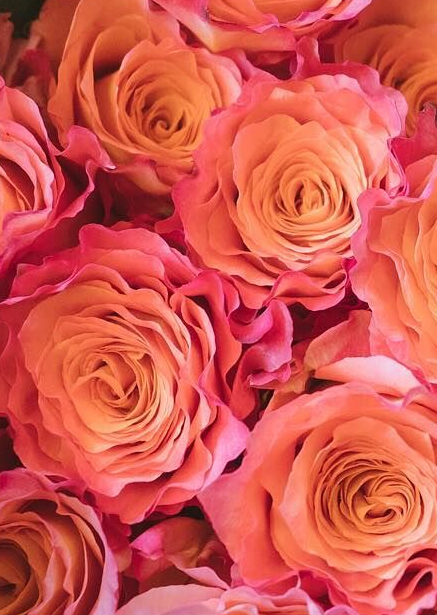 Roses, Orange Free Spirit