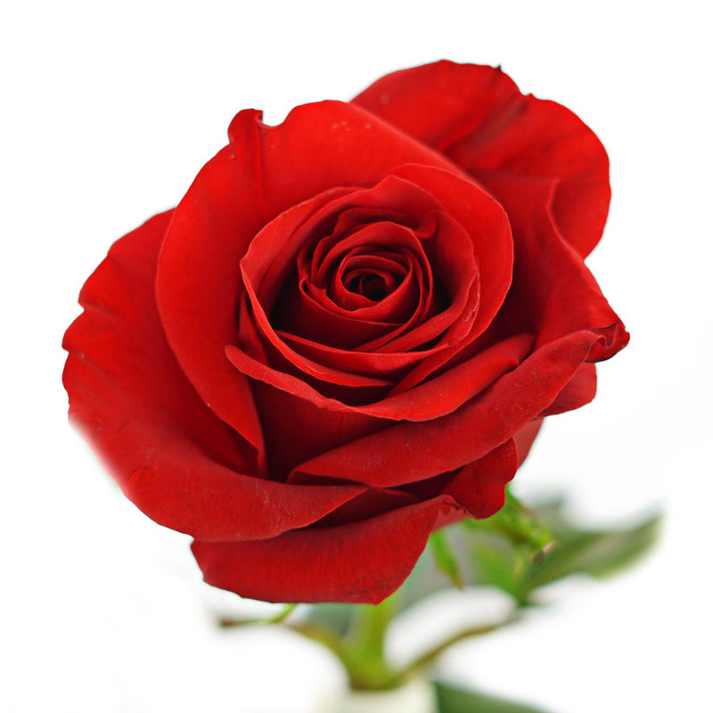 Roses, Freedom