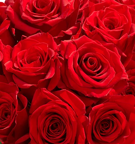 Roses, Freedom
