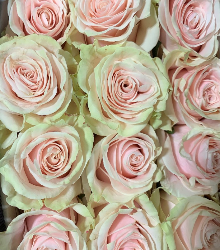 Roses, Pink Mondial
