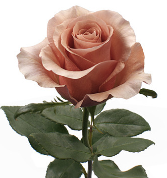 Roses, Moab