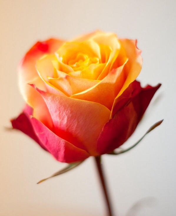Roses, Orange Free Spirit