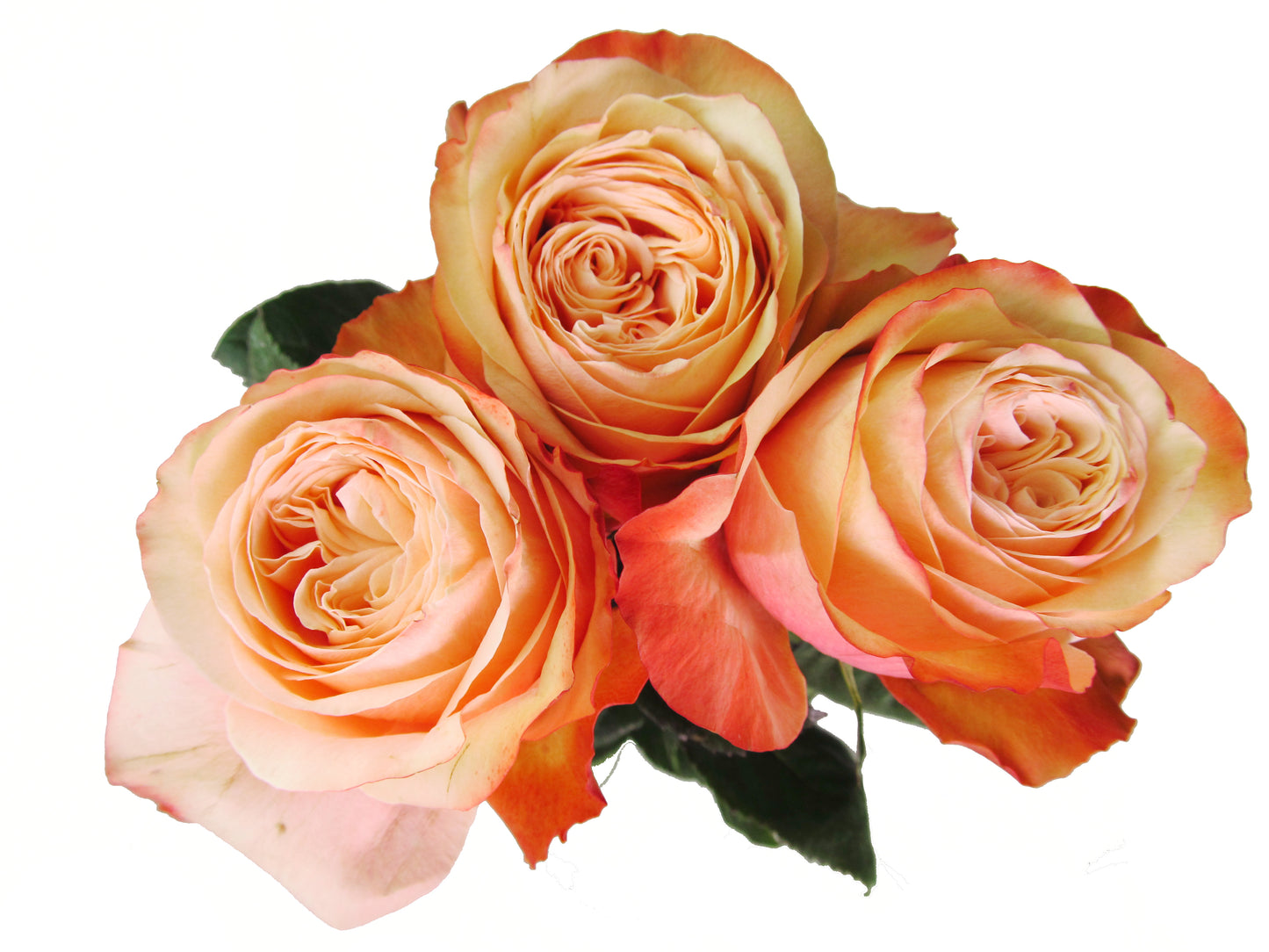 Roses, Peach Kahala