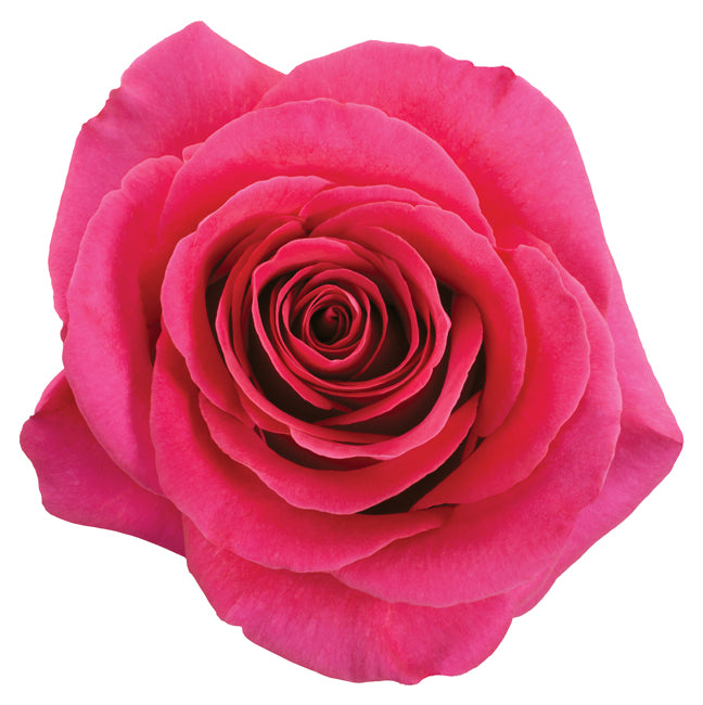 Roses, Pink Floyd