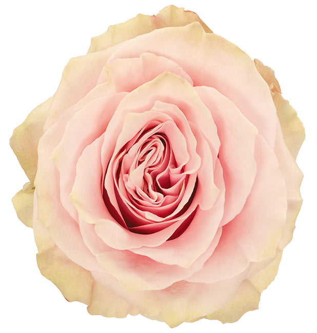 Roses, Pink Mondial