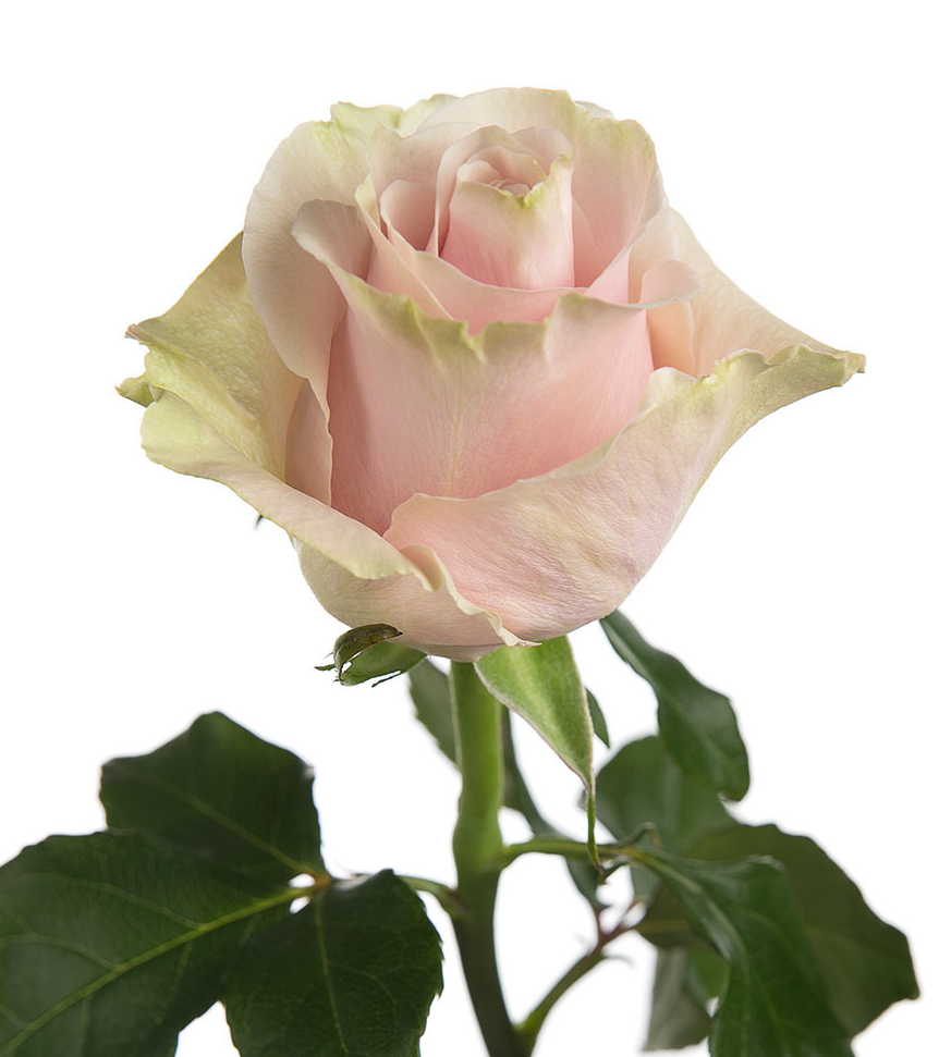 Roses, Pink Mondial
