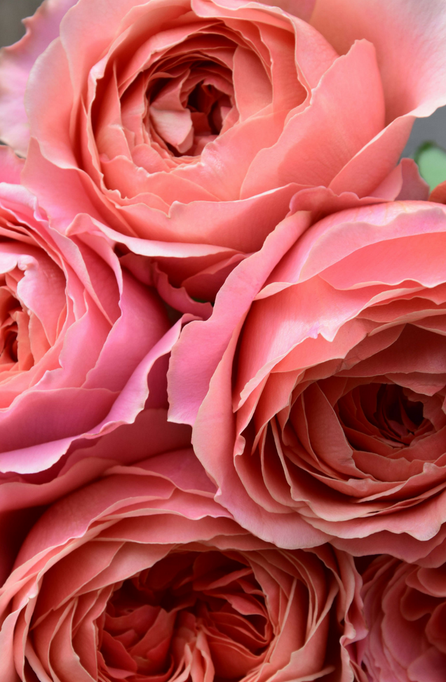 Roses, Romantic Antike