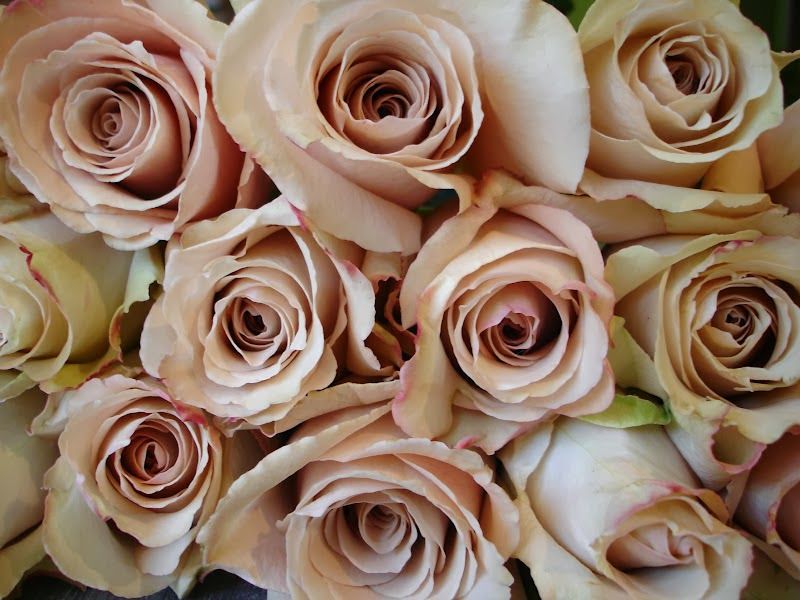 Roses, Sahara, Beige, Blush