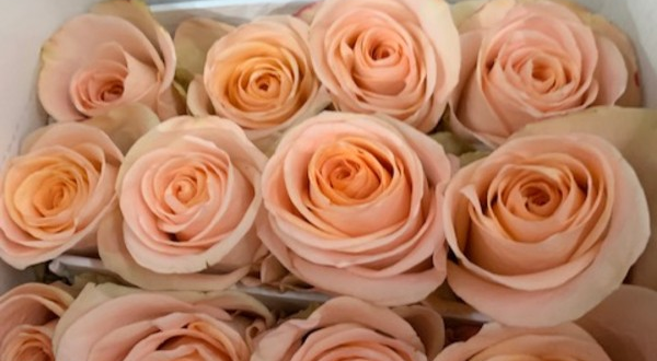Roses, Tiffany, Peach