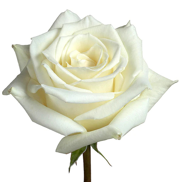 Roses, Escimo, White