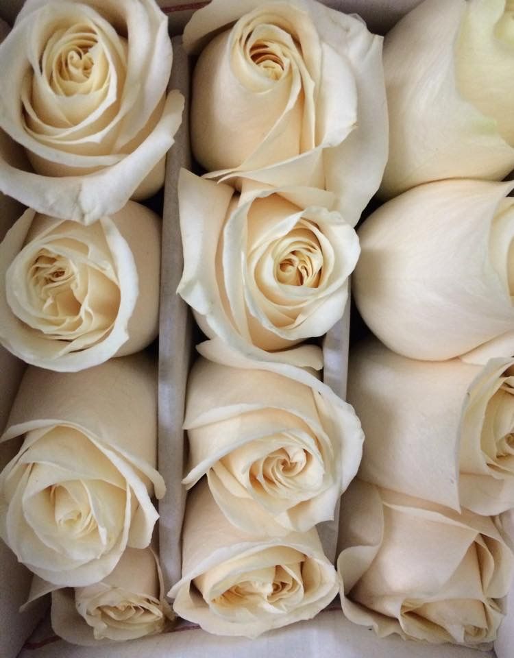 Roses, White Vendela