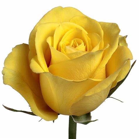 Roses, Yellow, Bikini